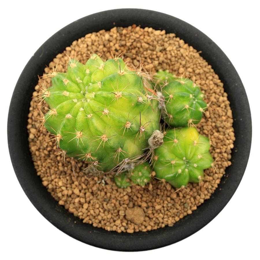 多肉植物）サボテン エキノプシス 花嵐錦 3号（1鉢） : チャーム