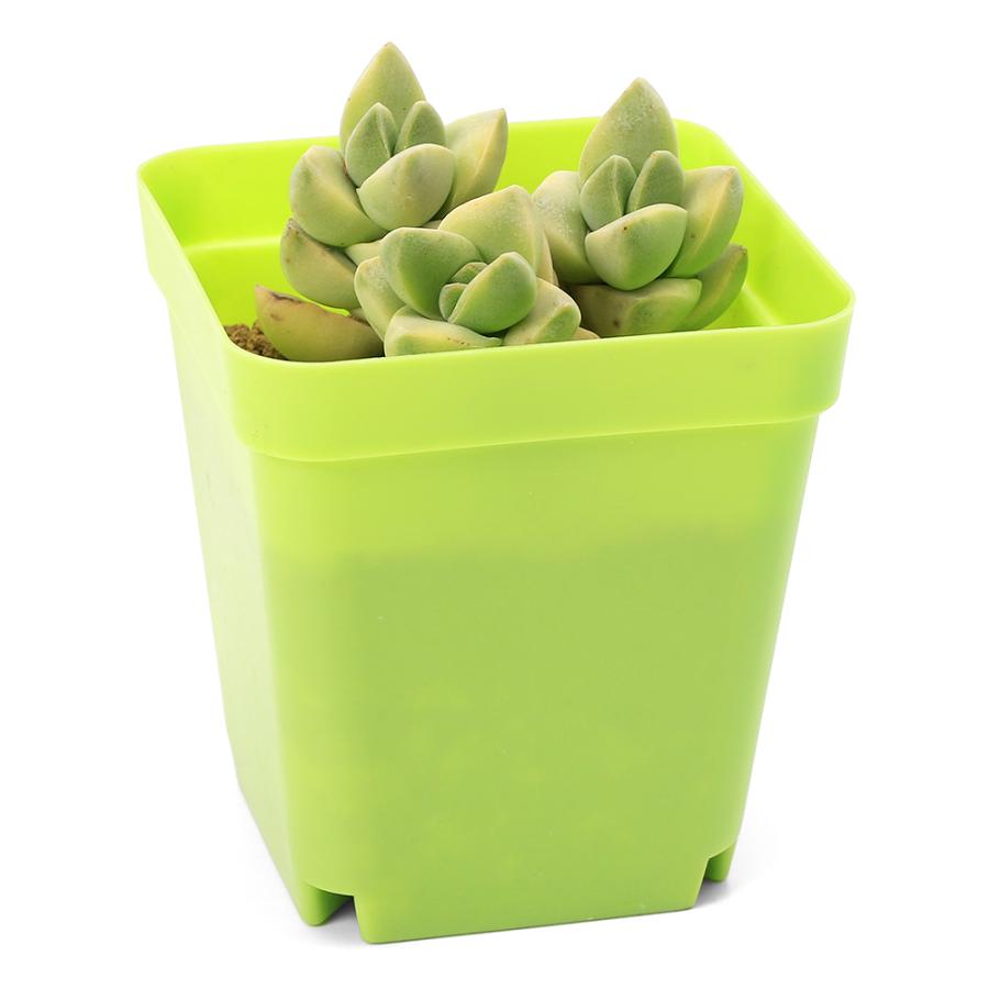 多肉植物）クラッスラ 紀ノ川錦 2．5号（1鉢） : チャーム charm