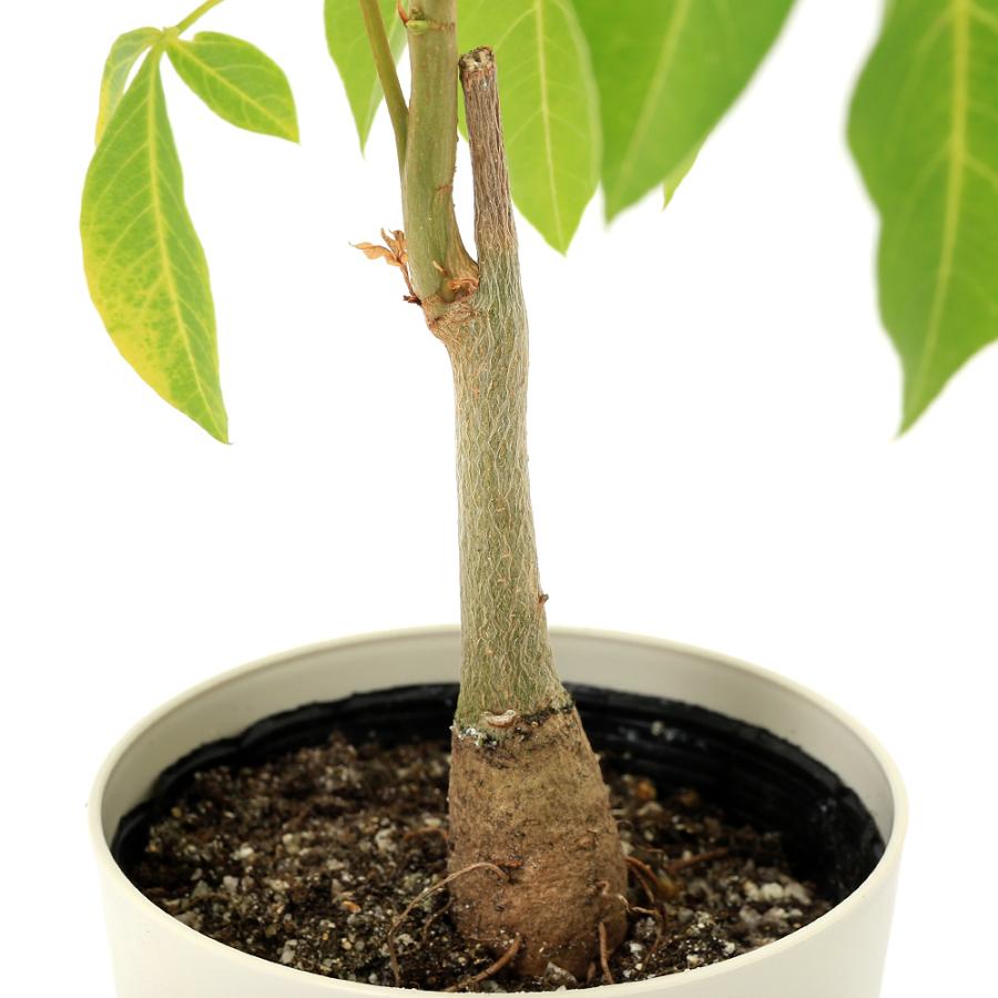 観葉植物）バオバブの木 アダンソニア グレゴリー 3．5〜4号（1