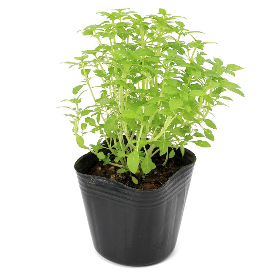 観葉植物）ハーブ苗 バジル グリーク 3〜3．5号（1ポット
