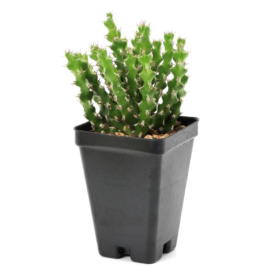 多肉植物）ユーフォルビア ラムローサ 2．5号（1鉢） : チャーム