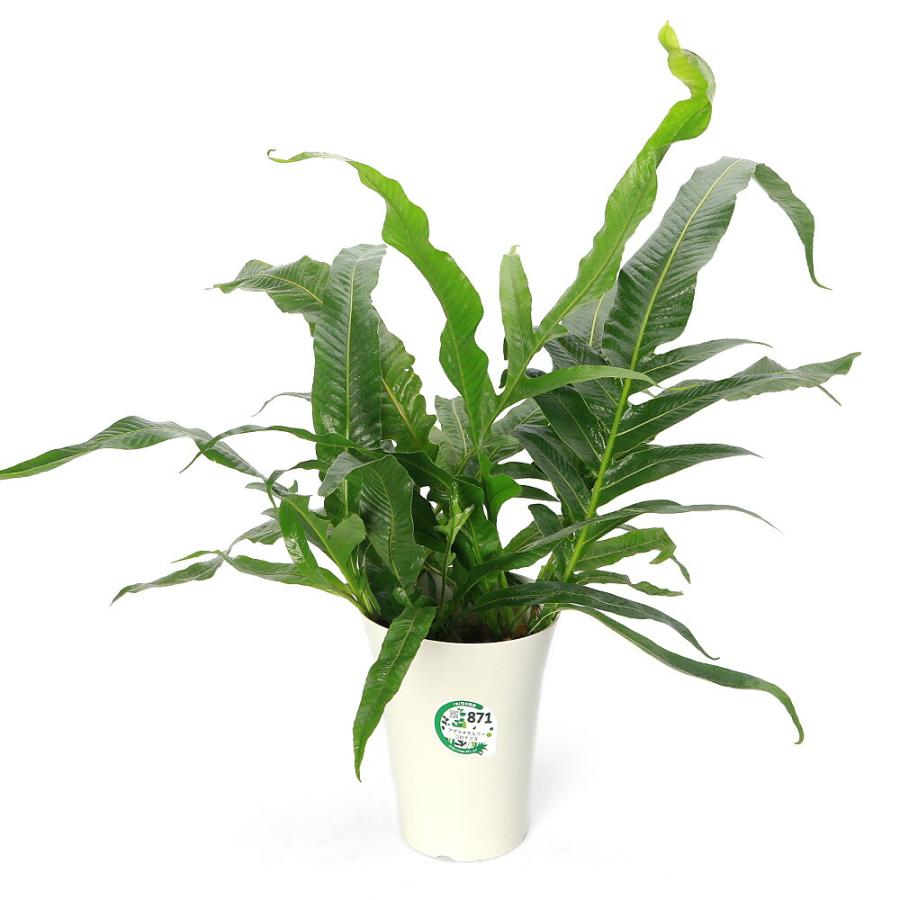 アグラオモルファ コロナンス 観葉植物）アグラオモルファ コロナンス 6号（1鉢） : チャーム