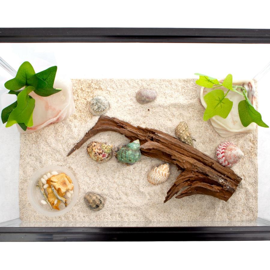 オカヤドカリ）オカヤドカリ 飼育スターターセット 生体付き お一人様