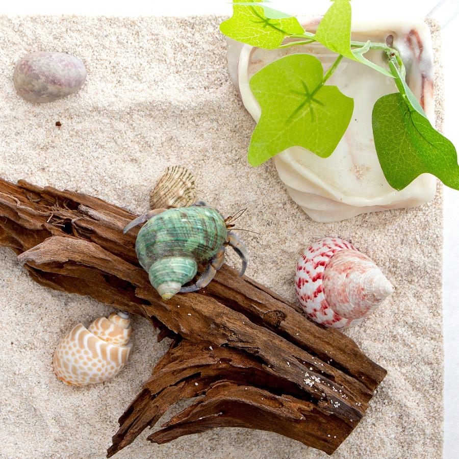 オカヤドカリ）オカヤドカリ 飼育スターターセット 生体付き お一人様