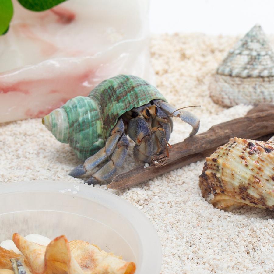オカヤドカリ）オカヤドカリ 飼育スターターセット 生体付き お一人様