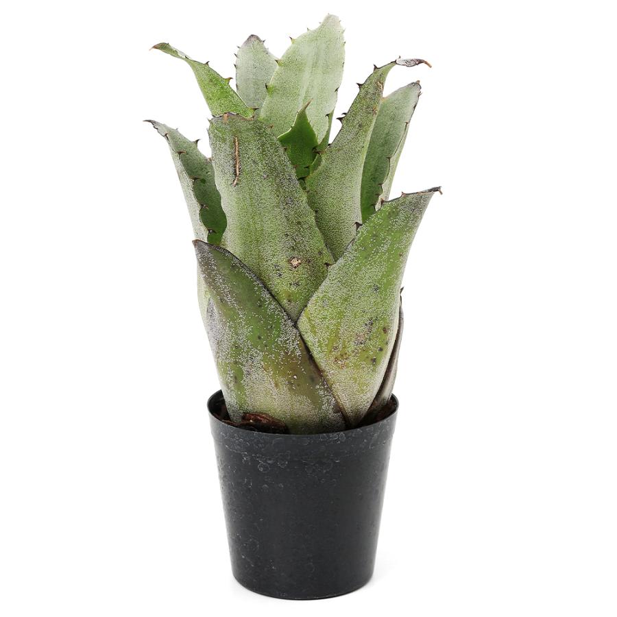 観葉植物）一点物 ホヘンベルギア レオポルドホルスティ 3号（1株