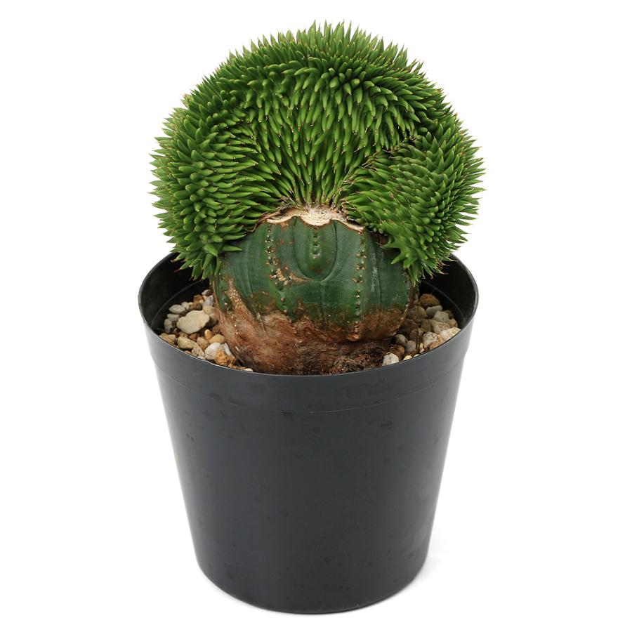 多肉植物）ユーフォルビア スザンナエ 綴化 3号（1株） : チャーム