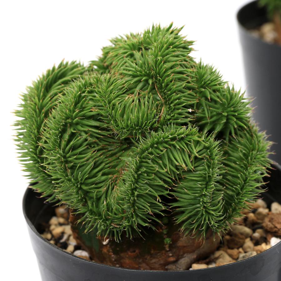 多肉植物）ユーフォルビア スザンナエ 綴化 3号（1株） : チャーム