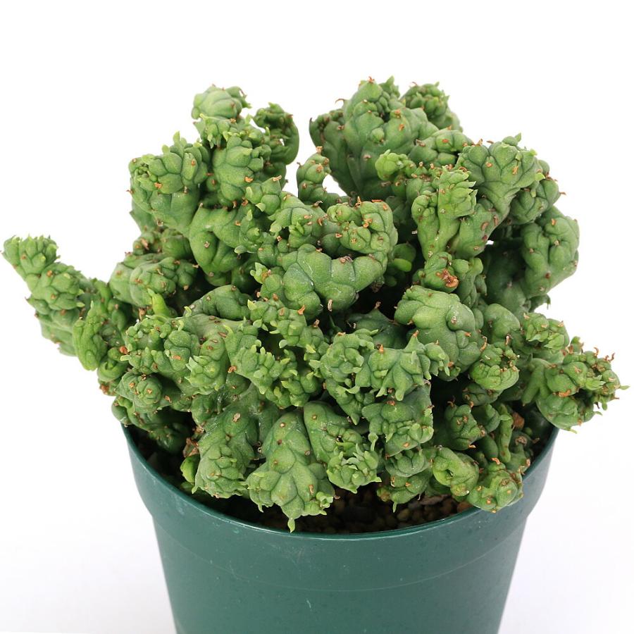 ②ホリダ　ストリアータ　ユーフォルビア ②ホリダ ストリアータ ユーフォルビア ホリダ・ストリアータ – ROUKA