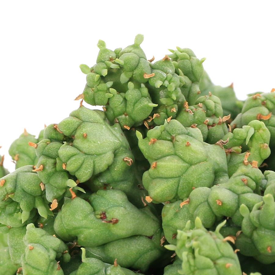 多肉植物）一点物 ユーフォルビア ホリダ ストリアータアルバ ニュー