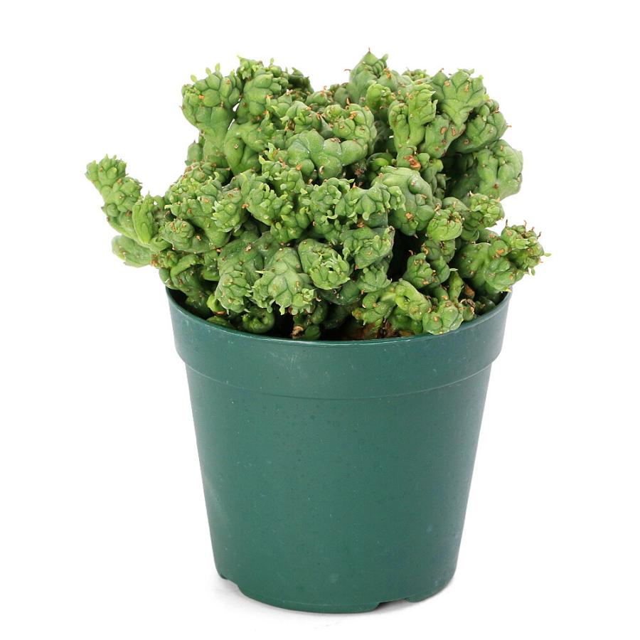 多肉植物）一点物 ユーフォルビア ホリダ ストリアータアルバ ニュー