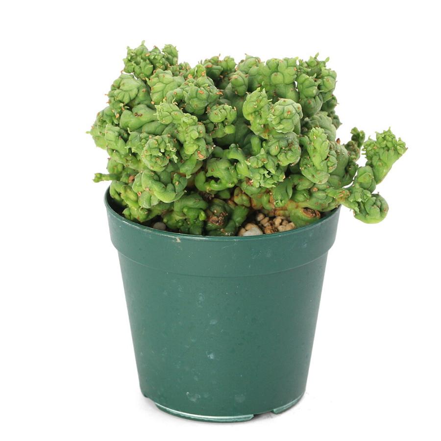 多肉植物）一点物 ユーフォルビア ホリダ ストリアータアルバ ニュー