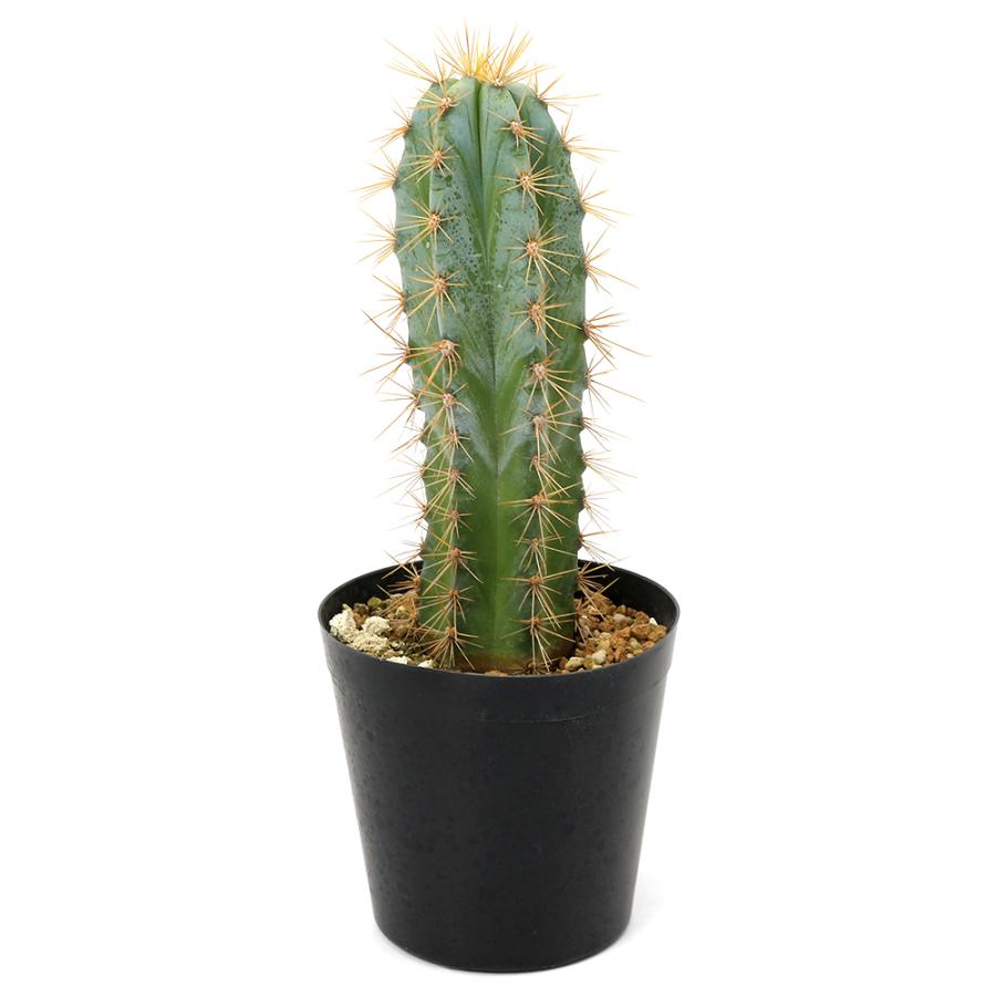 柱サボテン レア超太株 約105cm 柱サボテン レア超太株 約105cm