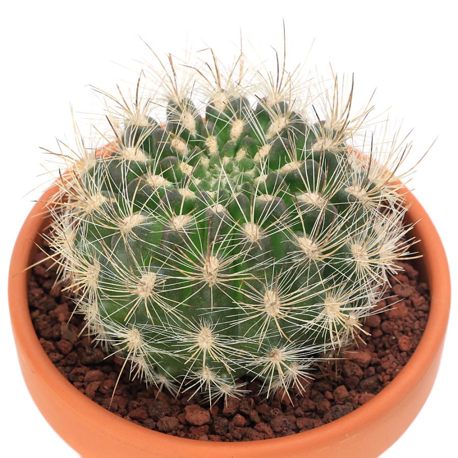 多肉植物）素焼鉢 サボテン 多彩玉（タサイダマ） 3号（1鉢