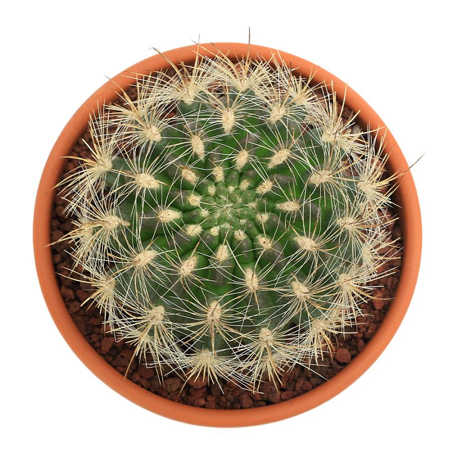 多肉植物）素焼鉢 サボテン 多彩玉（タサイダマ） 3号（1鉢