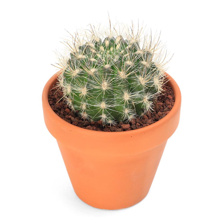 多肉植物）素焼鉢 サボテン 多彩玉（タサイダマ） 3号（1鉢