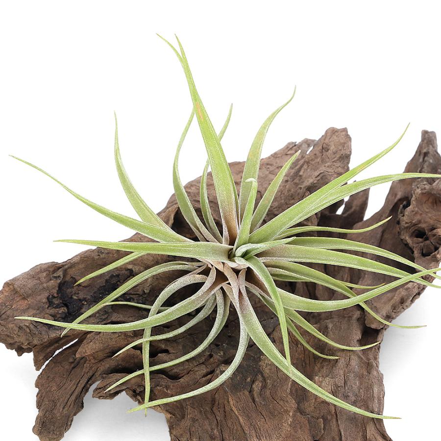 観葉植物）エアープランツ チランジア ノバキー（1株） : チャーム