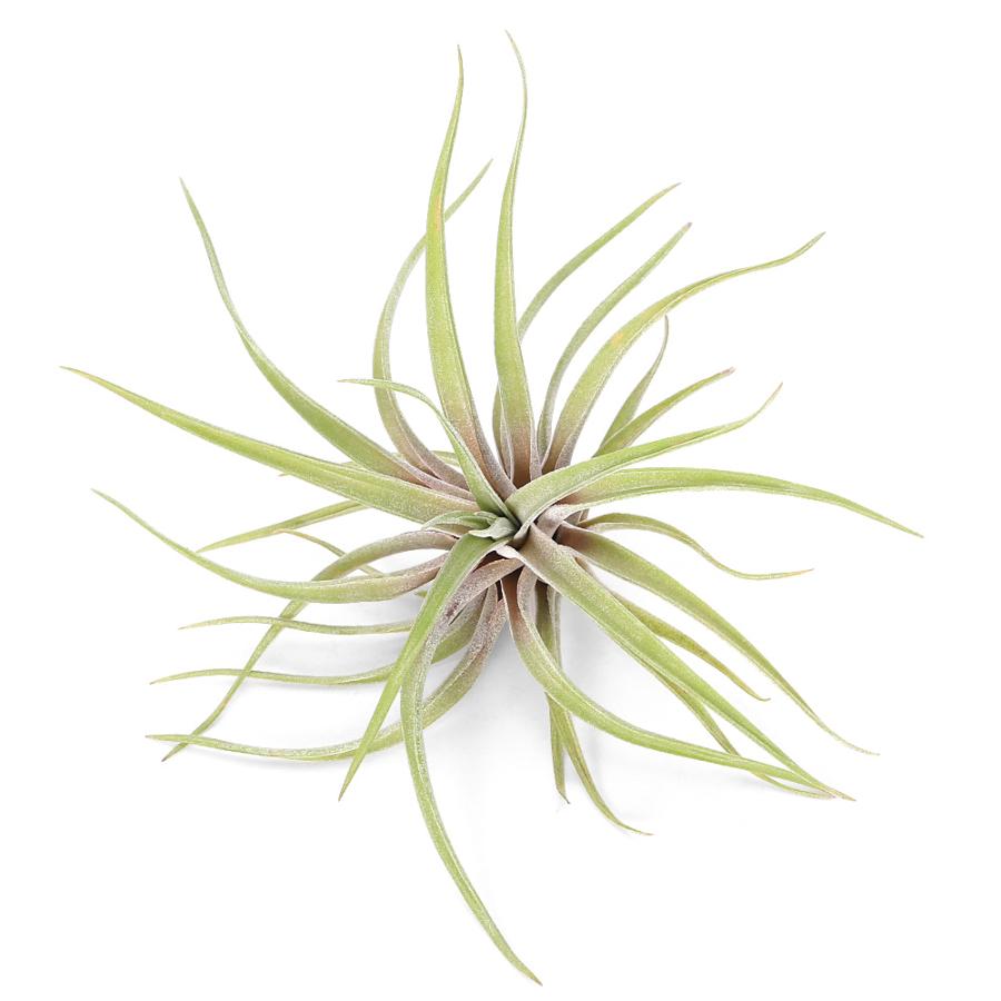 観葉植物）エアープランツ チランジア ノバキー（1株） : チャーム