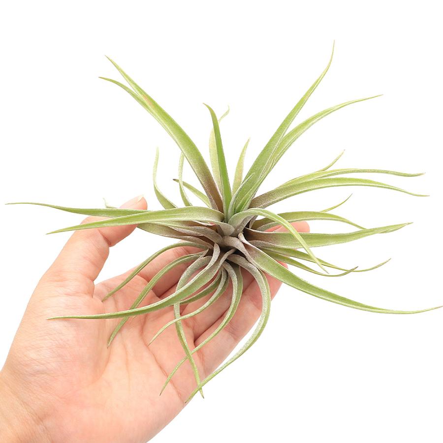 観葉植物）エアープランツ チランジア ノバキー（1株） : チャーム