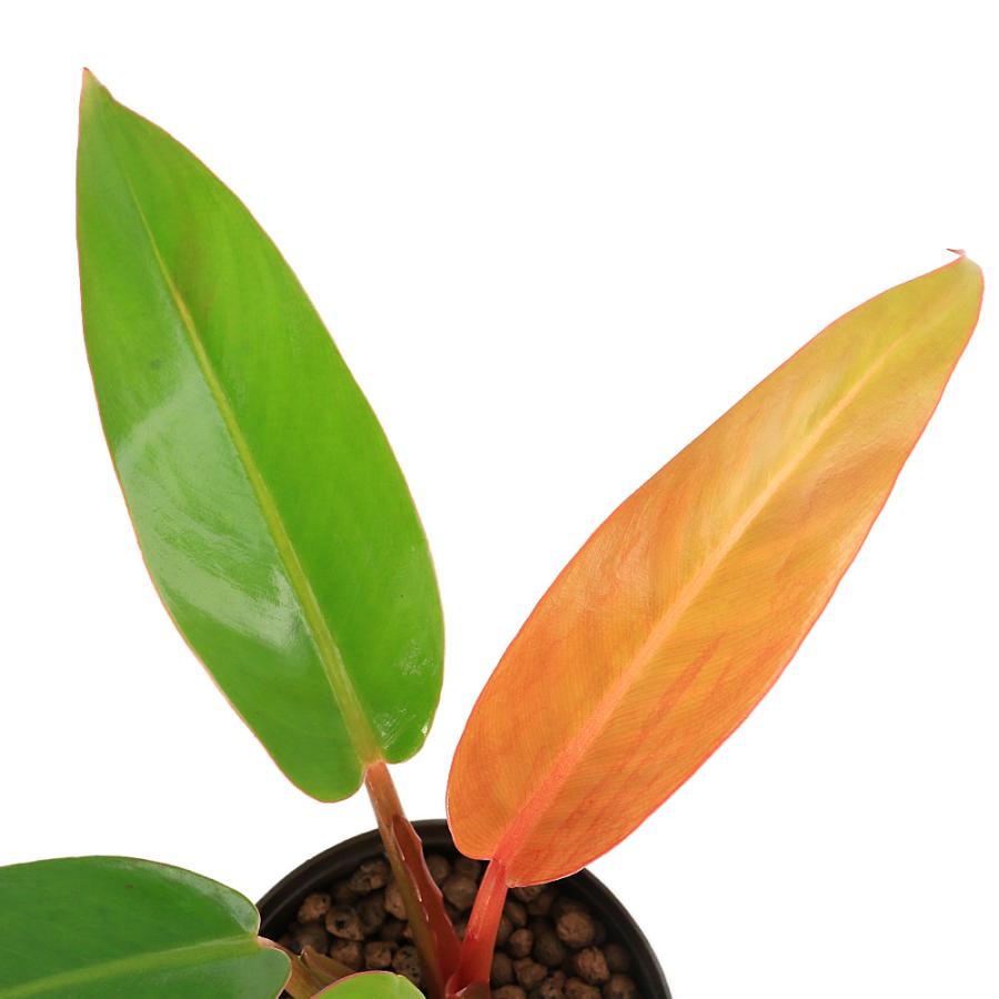 観葉植物）ハイドロ苗9φ・Lサイズ フィロデンドロン サンレッド（1