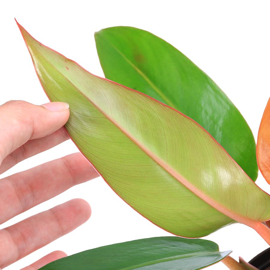 観葉植物）ハイドロ苗9φ・Lサイズ フィロデンドロン サンレッド（1