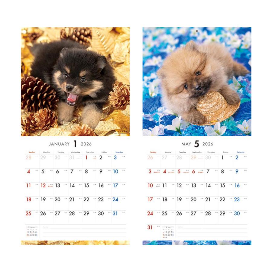 2026年 壁掛けカレンダー PICTWAN ポメラニアン カレンダー