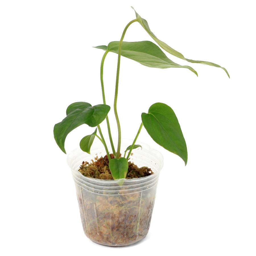 観葉植物）一点物 アンスリウム クイーンオブハート 2．5号