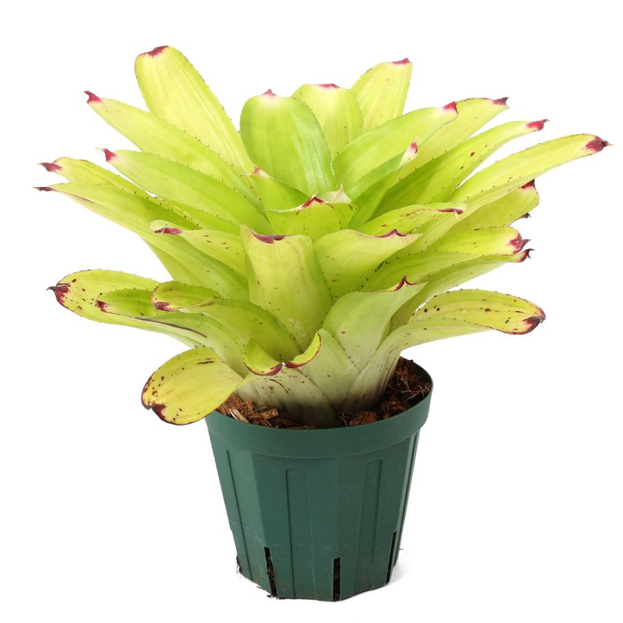 観葉植物）ネオレゲリア J．S グリーン コンパクト 3〜4号（1株