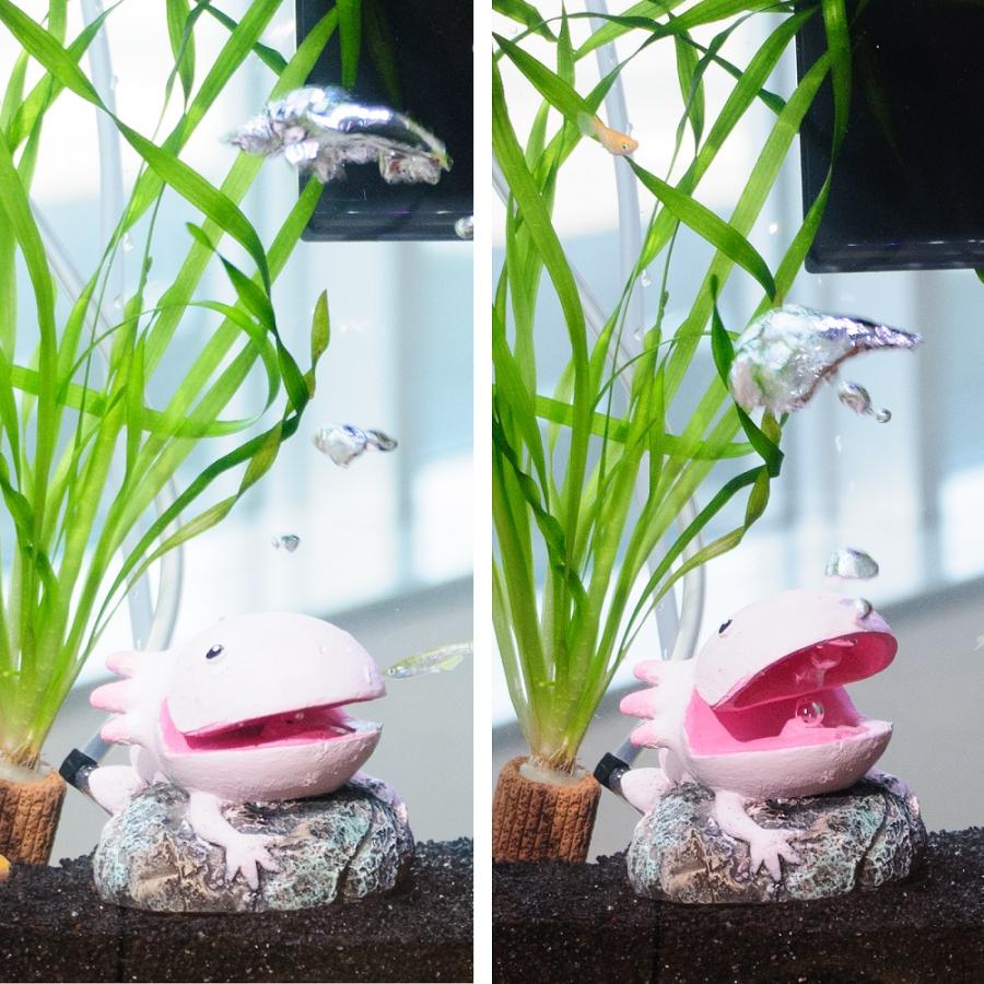 ウーパールーパー　20cm、30cm水槽セット ウーパールーパー 20cm、30cm水槽セット ウーパールーパー水槽 | 写真