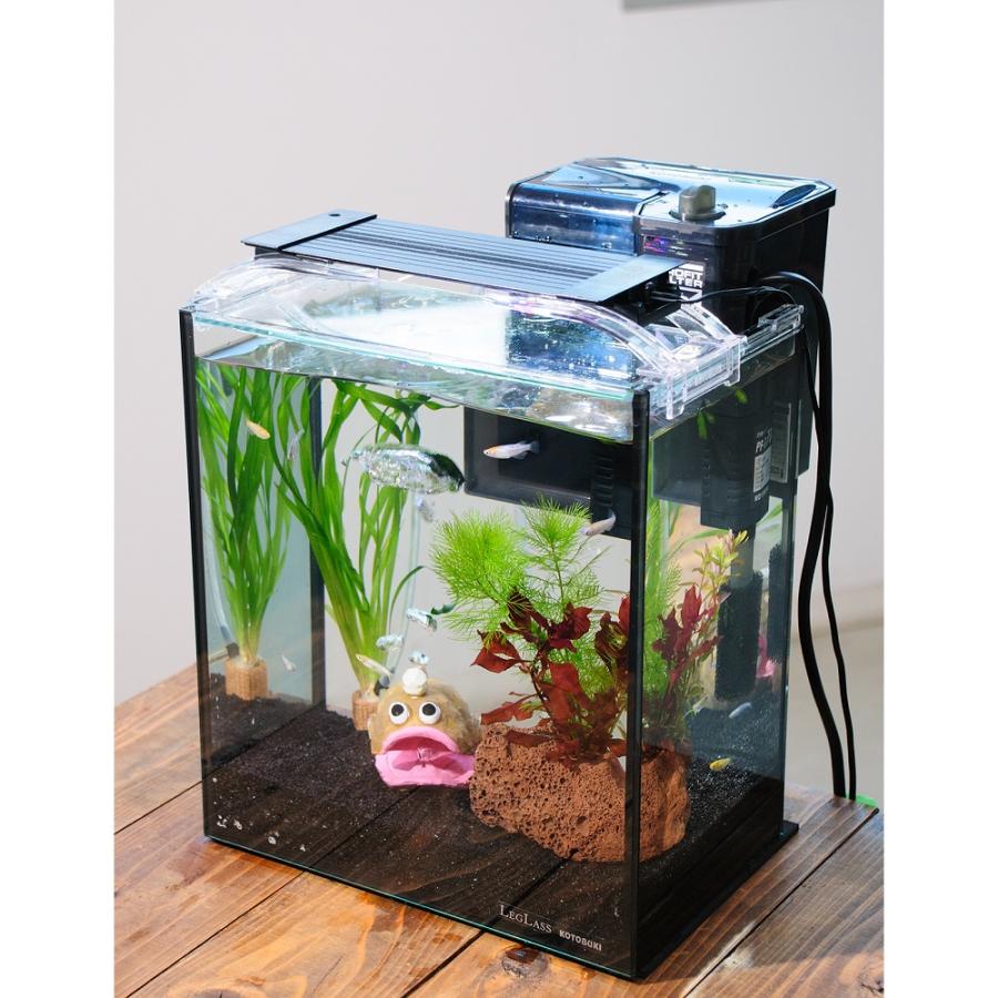 めだか）（水草）簡単メダカ飼育水草レイアウトセット ラメメダカ