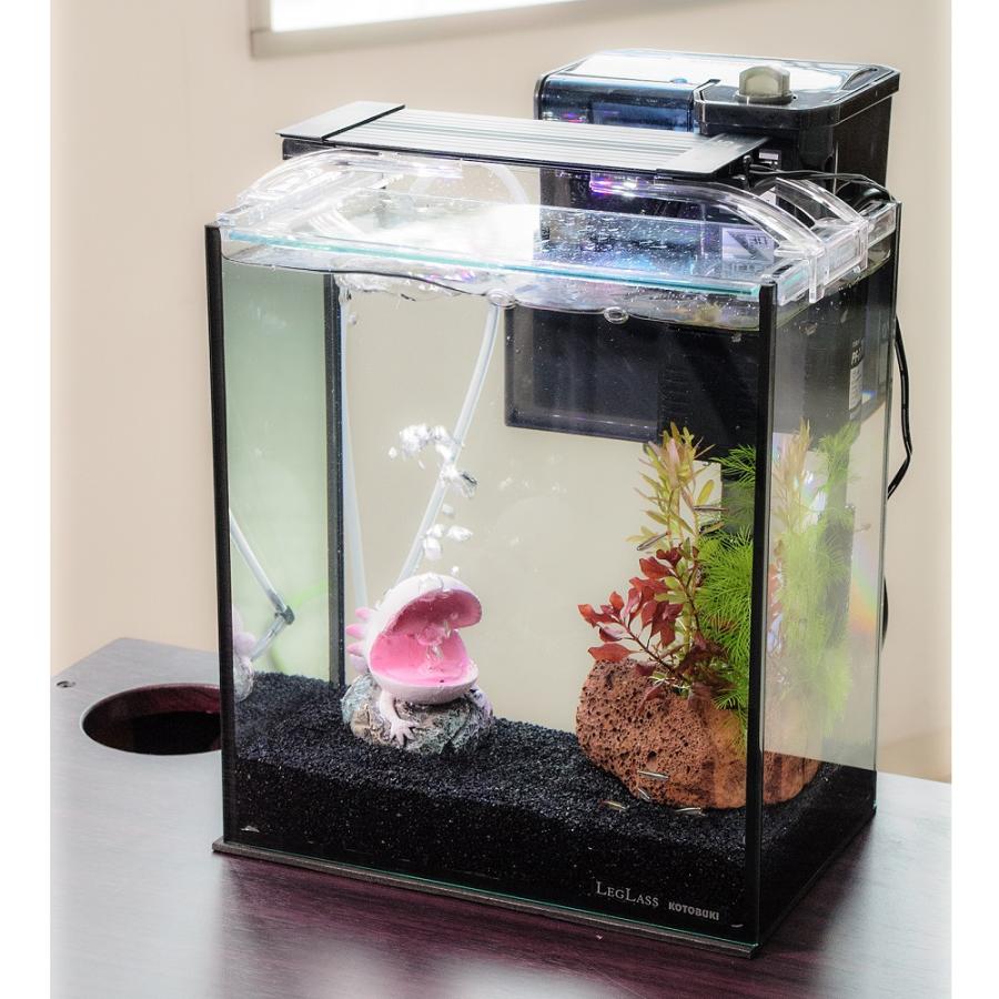ウーパールーパー　20cm、30cm水槽セット ウーパールーパー 20cm、30cm水槽セット ウーパールーパー水槽 | 写真
