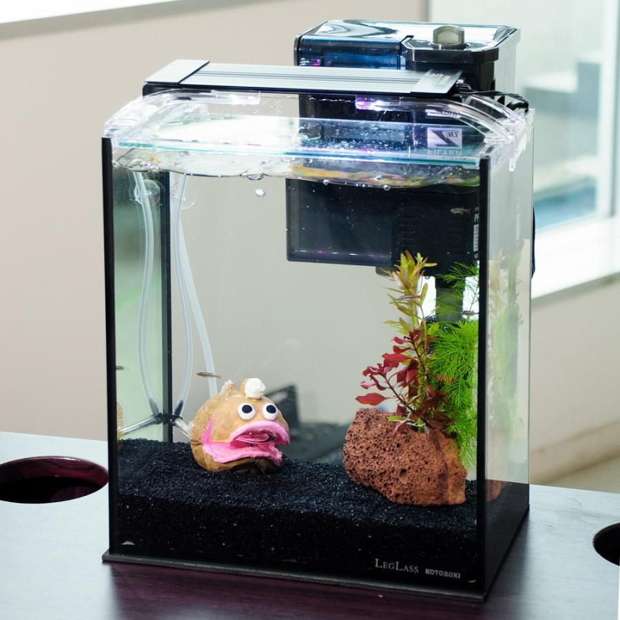 熱帯魚）（水草）簡単アカヒレ飼育水草レイアウトセット アカヒレ S 