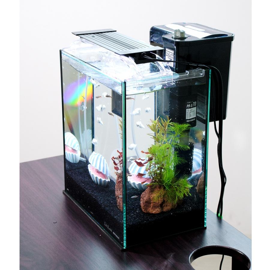 熱帯魚）（水草）簡単アカヒレ飼育水草レイアウトセット アカヒレ S