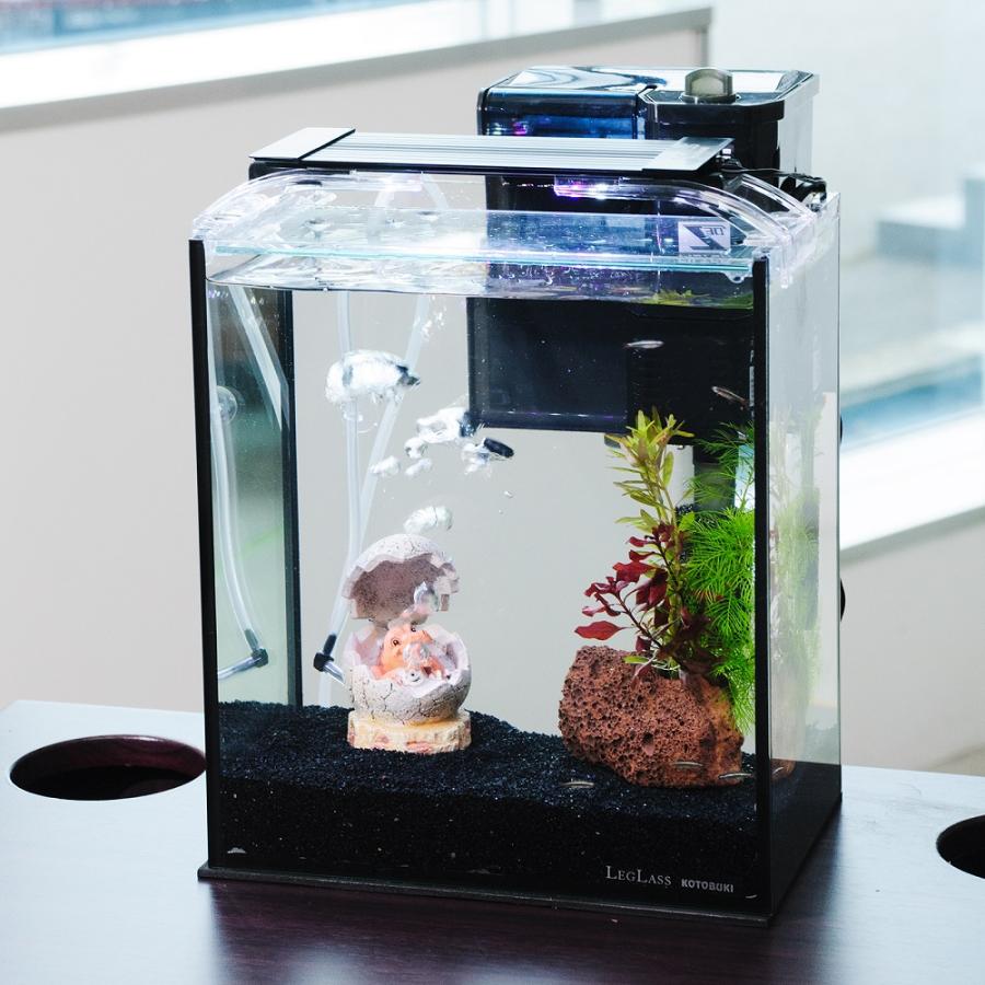 熱帯魚）（水草）簡単アカヒレ飼育水草レイアウトセット アカヒレ S 