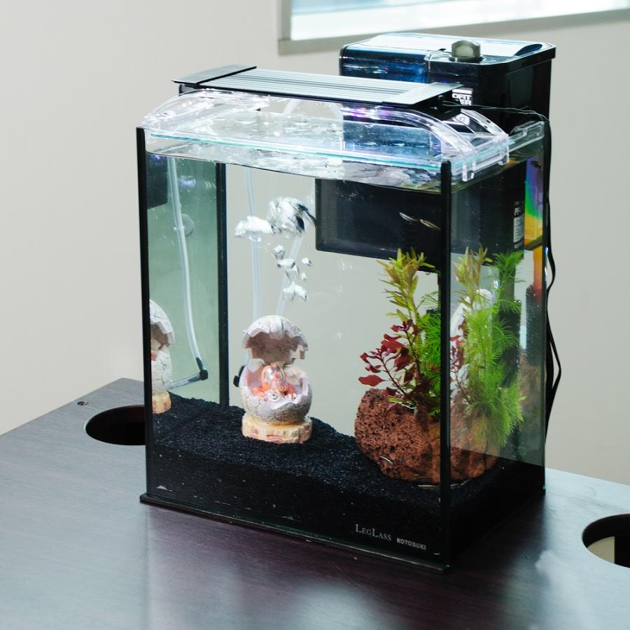 熱帯魚 水槽セット一式 引き取り限定 商談中 Tetra（テトラ） おさかな飼育 静かなセット PL−17SF 17×23