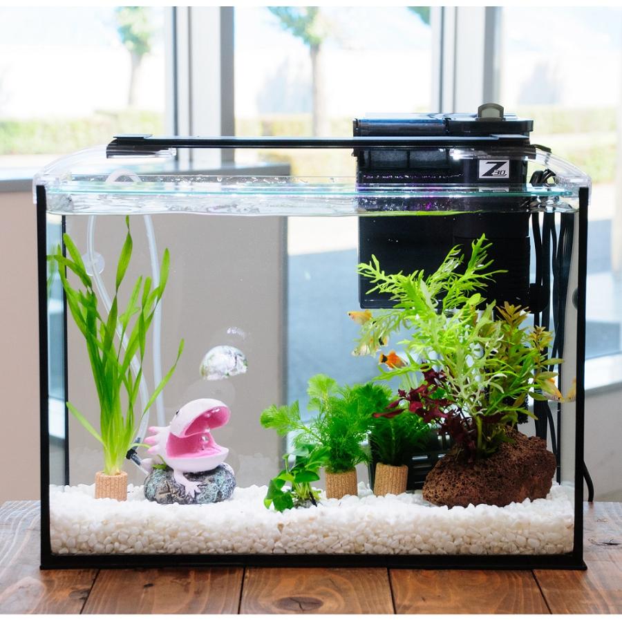 熱帯魚）（水草）簡単イエローミッキーマウスプラティ飼育水草