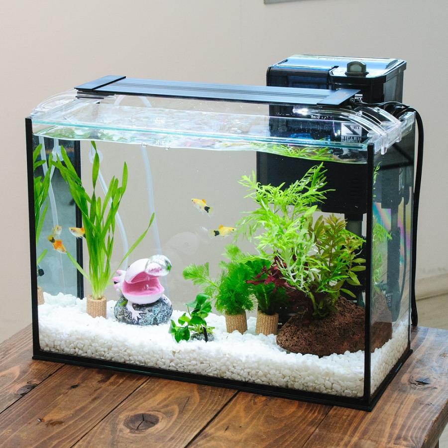 熱帯魚）（水草）簡単イエローミッキーマウスプラティ飼育水草