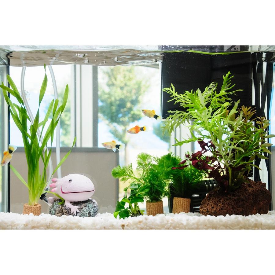 熱帯魚）（水草）簡単イエローミッキーマウスプラティ飼育水草