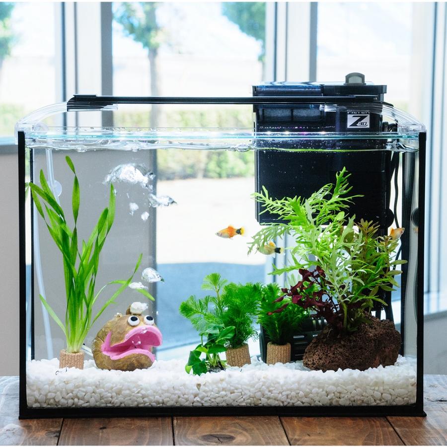 熱帯魚）（水草）簡単イエローミッキーマウスプラティ飼育水草