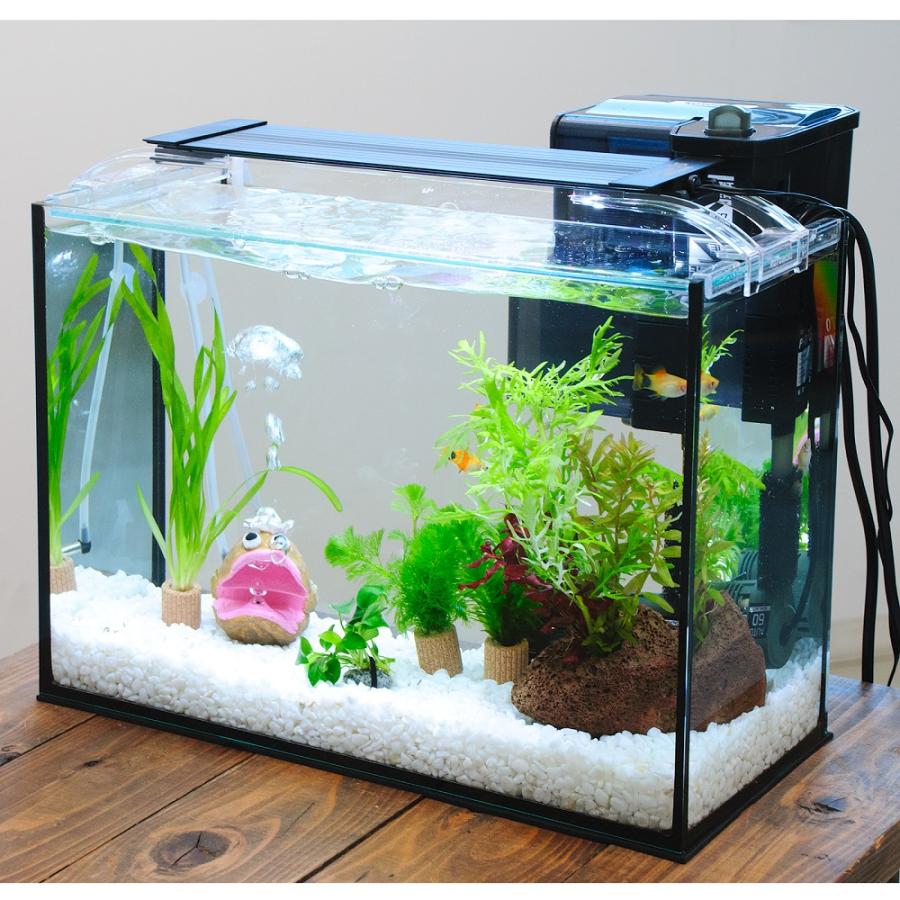 熱帯魚）（水草）簡単イエローミッキーマウスプラティ飼育水草