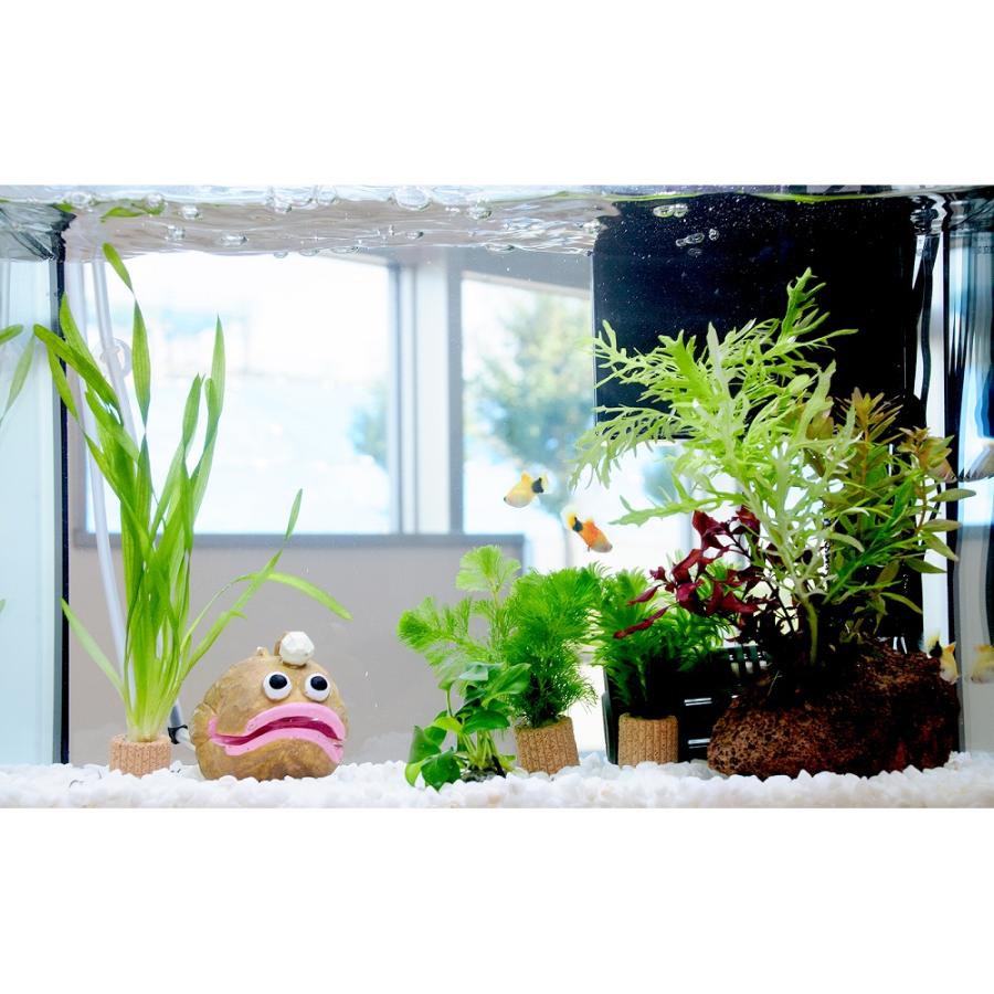 熱帯魚）（水草）簡単イエローミッキーマウスプラティ飼育水草