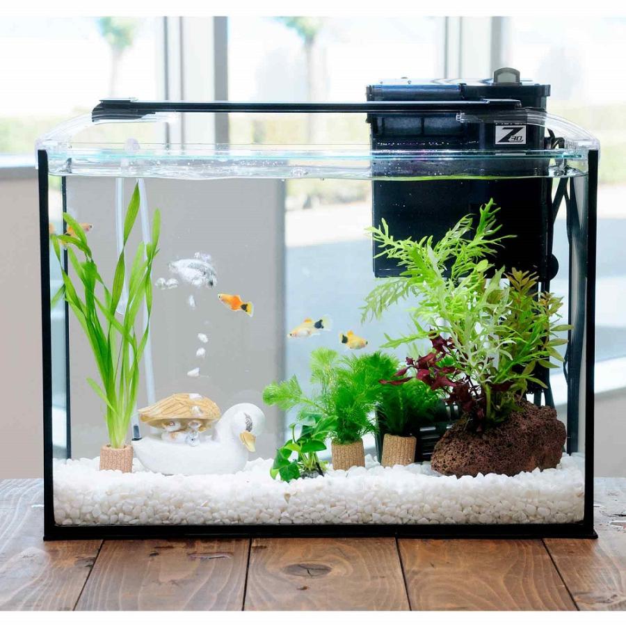熱帯魚）（水草）簡単イエローミッキーマウスプラティ飼育水草