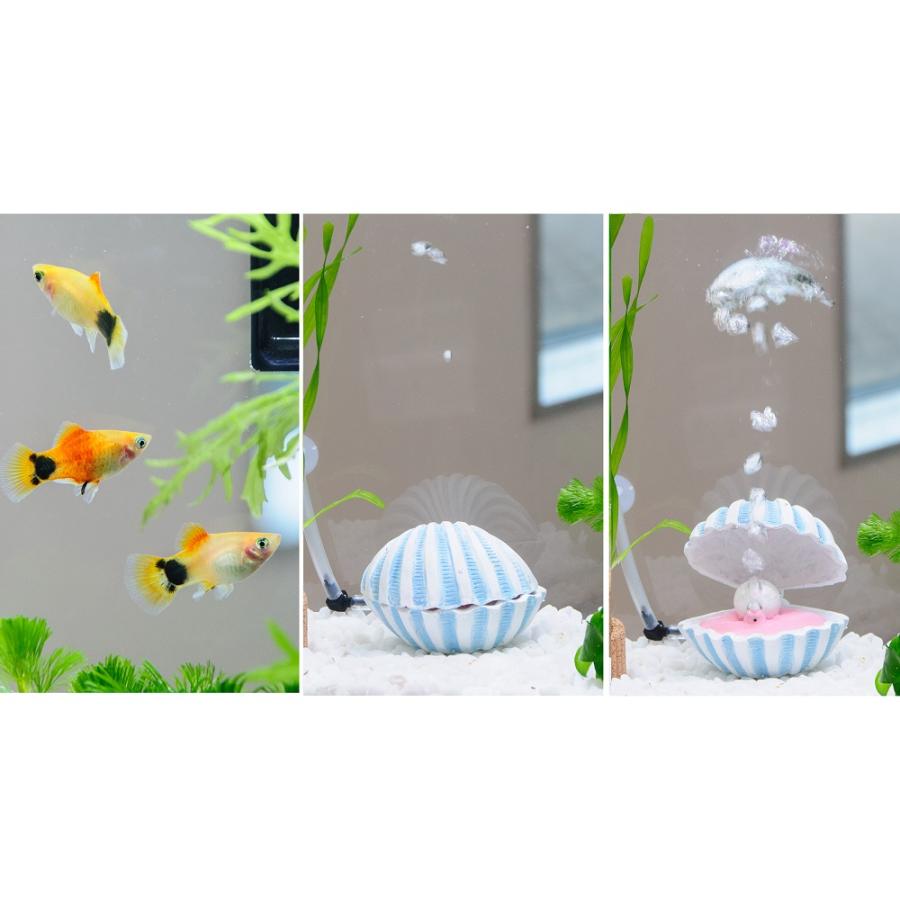 熱帯魚）（水草）簡単イエローミッキーマウスプラティ飼育水草