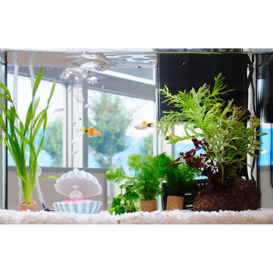 熱帯魚）（水草）簡単イエローミッキーマウスプラティ飼育水草