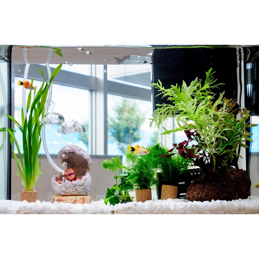 熱帯魚）（水草）簡単イエローミッキーマウスプラティ飼育水草