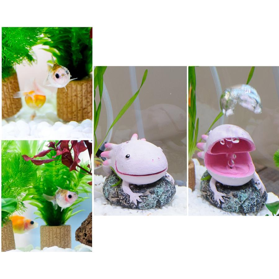 国産金魚）（水草）簡単ピンポンパール飼育水草レイアウトセット