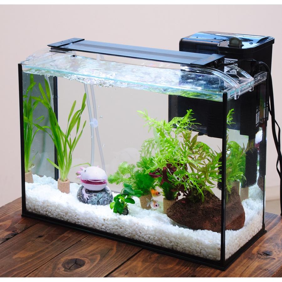 国産金魚）（水草）簡単ピンポンパール飼育水草レイアウトセット