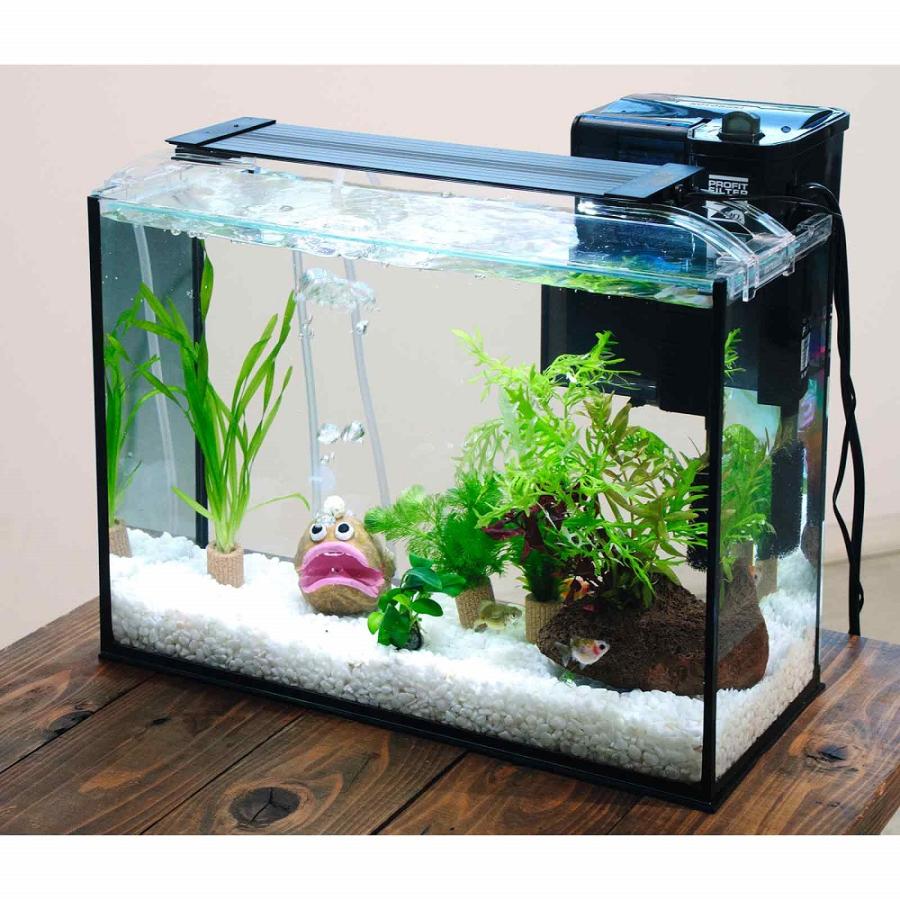 国産金魚）（水草）簡単ピンポンパール飼育水草レイアウトセット