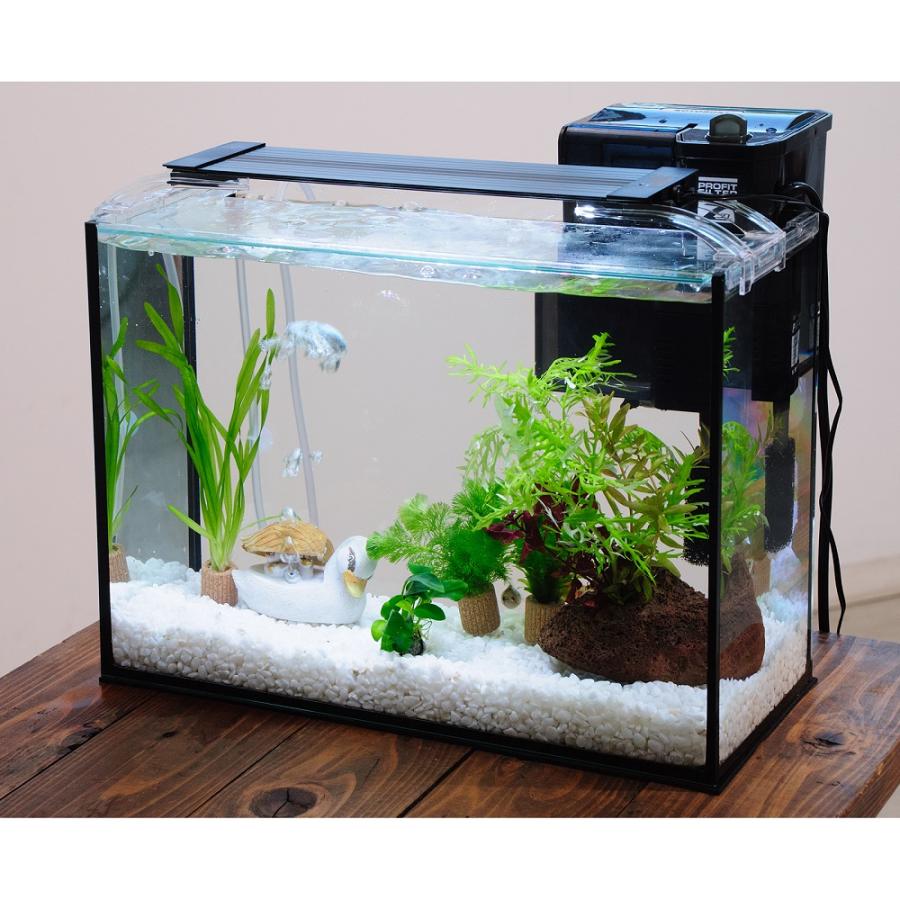 国産金魚）（水草）簡単ピンポンパール飼育水草レイアウトセット 
