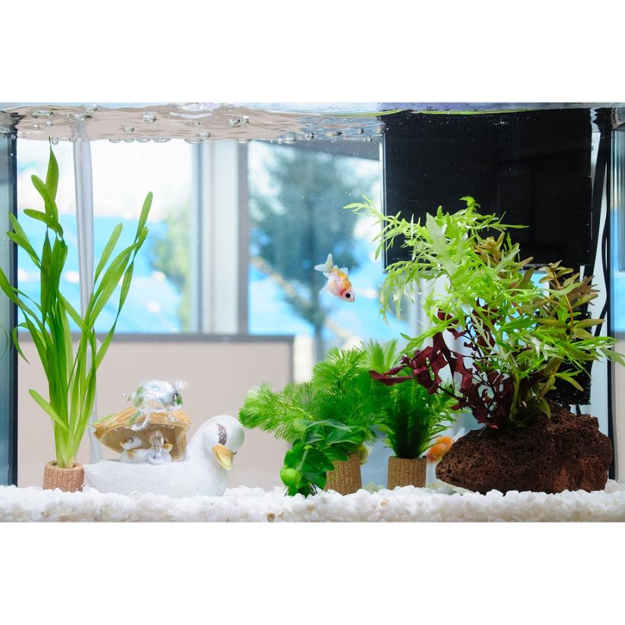 国産金魚）（水草）簡単ピンポンパール飼育水草レイアウトセット